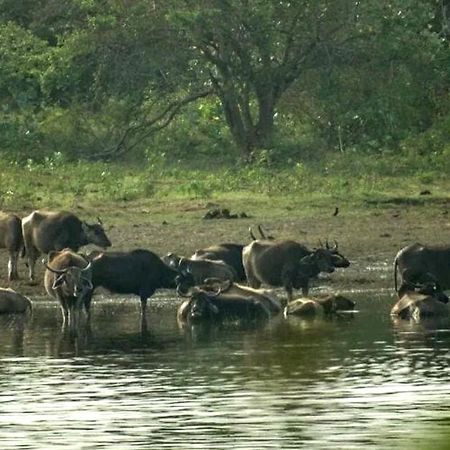 All View Safari Resort Удавалаве Экстерьер фото